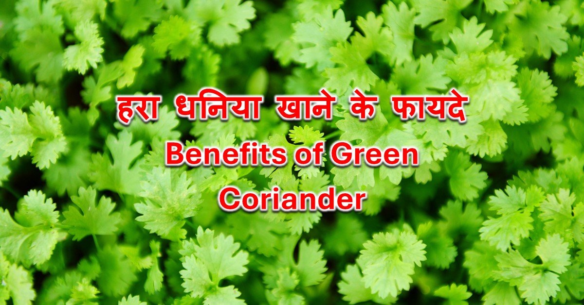 Read more about the article हरा धनिया खाने के फायदे – Benefits of Green Coriander