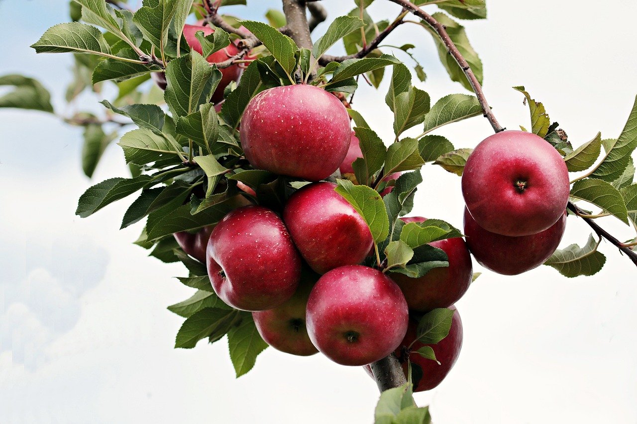 apple fruits