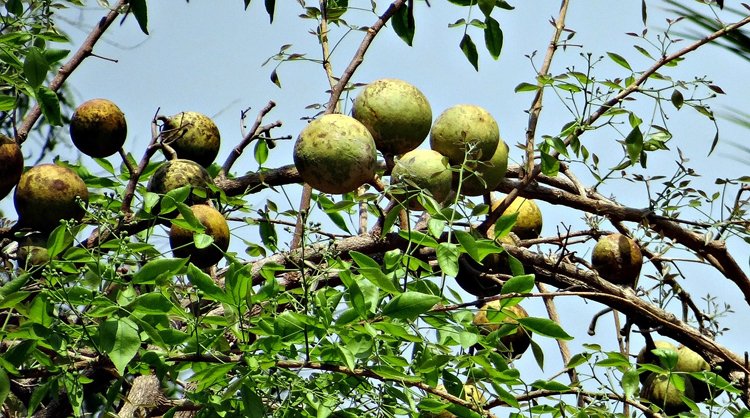 bael fruit benefits