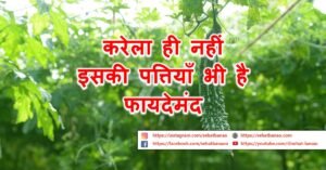 Read more about the article करेला ही नहीं इसकी पत्तियाँ भी है फायदेमंद – Not Just Bitter Gourd, Its Leaves Also Beneficial