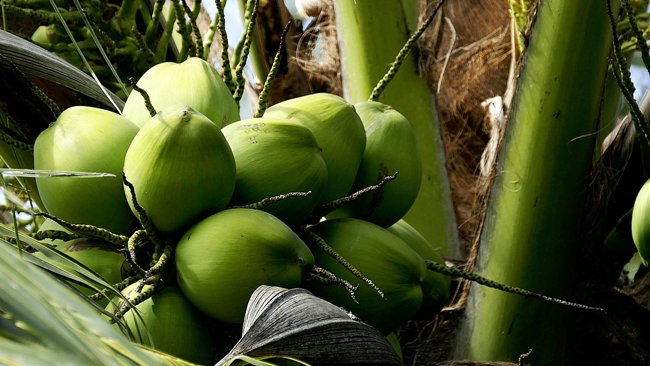 coconut tree with coconut fruit