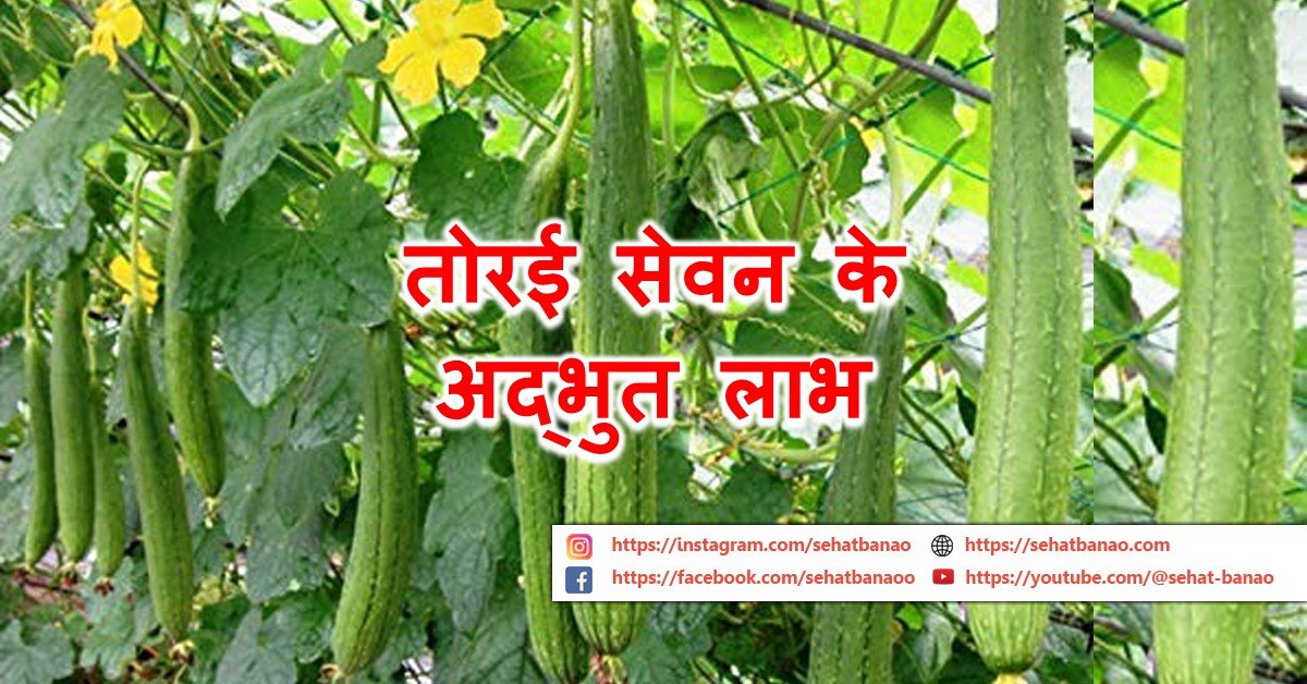 Read more about the article तोरई सेवन के 13 अद्भुत लाभ – 13 Amazing Benefits of Ridge Gourd