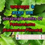 पत्थरचट्टा के अद्भुत लाभ – Amazing Benefits Of Patharchatta