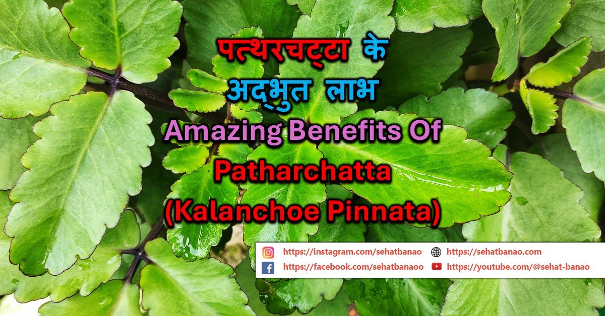 Read more about the article पत्थरचट्टा के अद्भुत लाभ – Amazing Benefits Of Patharchatta
